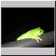 Bamaga - Frog.jpg